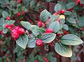 2014-1001-1555_Cotoneaster_17